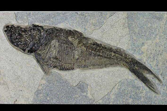 Bargain, Fossil Fish (Diplomystus) - Wyoming #158562